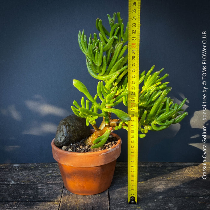 Crassula Ovata Gollum bonsai tree, money tree, Geldbaum, organically grown succulent plants for sale at TOMs FLOWer CLUB.