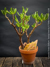 Crassula Ovata Gollum bonsai tree, money tree, Geldbaum, organically grown succulent plants for sale at TOMs FLOWer CLUB.