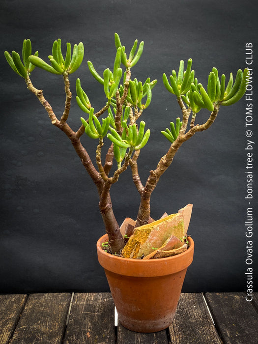 Crassula Ovata Gollum bonsai tree, money tree, Geldbaum, organically grown succulent plants for sale at TOMs FLOWer CLUB.