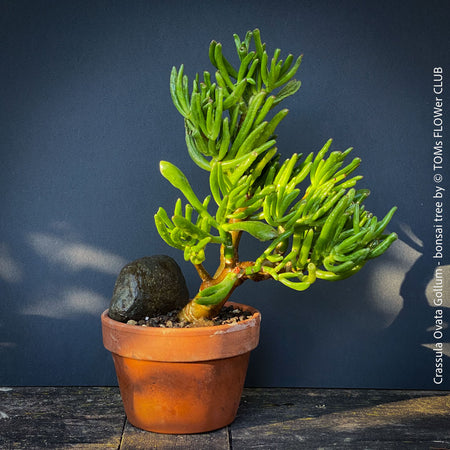 Crassula Ovata Gollum bonsai tree, money tree, Geldbaum, organically grown succulent plants for sale at TOMs FLOWer CLUB.