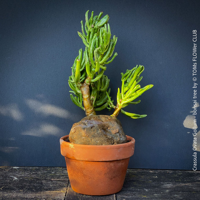 Crassula Ovata Gollum bonsai tree, money tree, Geldbaum, organically grown succulent plants for sale at TOMs FLOWer CLUB.