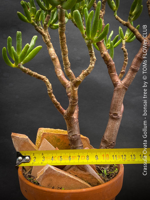 Crassula Ovata Gollum bonsai tree, money tree, Geldbaum, organically grown succulent plants for sale at TOMs FLOWer CLUB.