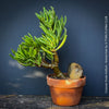 Crassula Ovata Gollum bonsai tree, money tree, Geldbaum, organically grown succulent plants for sale at TOMs FLOWer CLUB.