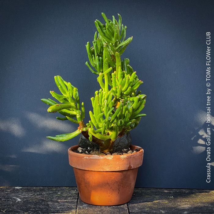 Crassula Ovata Gollum bonsai tree, money tree, Geldbaum, organically grown succulent plants for sale at TOMs FLOWer CLUB.