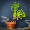 Crassula Ovata Gollum bonsai tree, money tree, Geldbaum, organically grown succulent plants for sale at TOMs FLOWer CLUB.