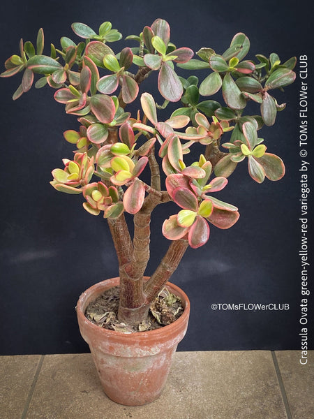Crassula Ovata green-yellow-red variegata, money tree, Geldbaum organically grown sun loving succulent plants for sale at TOMs FLOWer CLUB.