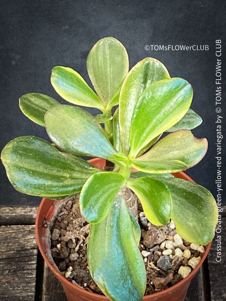 Crassula Ovata green-yellow-red variegata, money tree, Geldbaum organically grown sun loving succulent plants for sale at TOMs FLOWer CLUB.