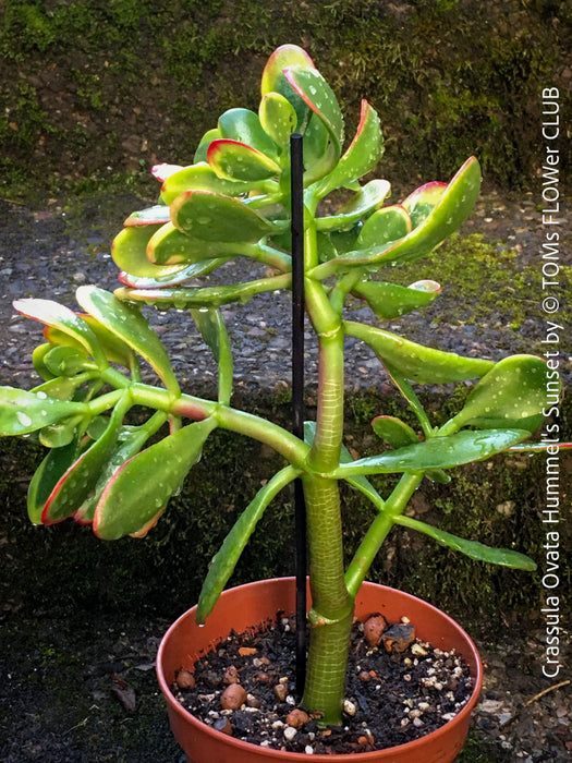 Crassula Ovata Hummel's Sunset, organically grown succulent plants for sale at TOMs FLOWer CLUB.