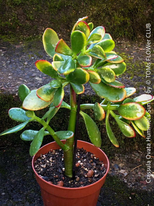Crassula Ovata Hummel's Sunset, organically grown succulent plants for sale at TOMs FLOWer CLUB.