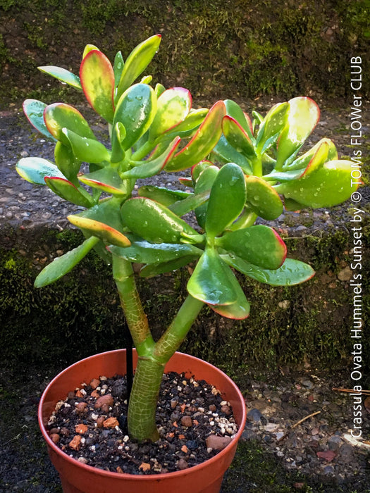 Crassula Ovata Hummel's Sunset, organically grown succulent plants for sale at TOMs FLOWer CLUB.