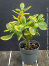 Crassula Ovata Hummel's Sunset, organically grown succulent plants for sale at TOMs FLOWer CLUB.