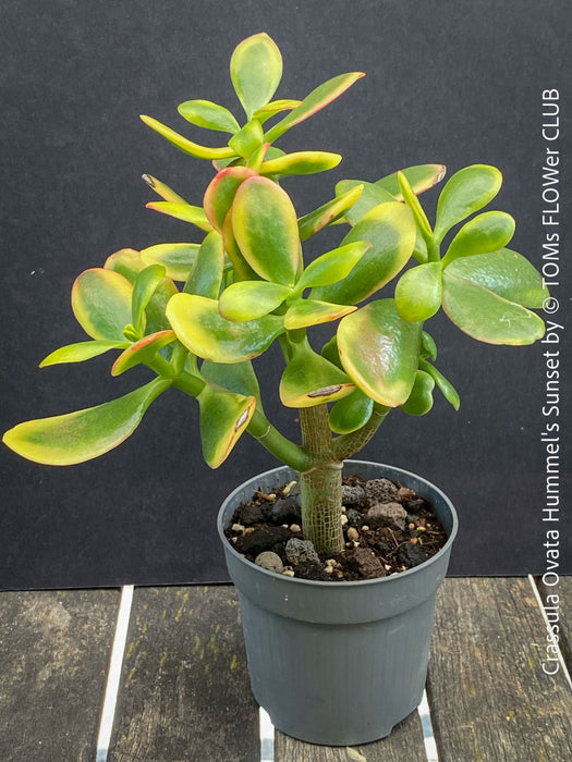 Crassula Ovata Hummel's Sunset, organically grown succulent plants for sale at TOMs FLOWer CLUB.