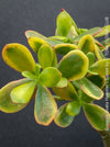 Crassula Ovata Hummel's Sunset, organically grown succulent plants for sale at TOMs FLOWer CLUB.
