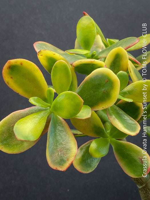 Crassula Ovata Hummel's Sunset, organically grown succulent plants for sale at TOMs FLOWer CLUB.