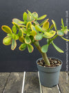 Crassula Ovata Hummel's Sunset, organically grown succulent plants for sale at TOMs FLOWer CLUB.