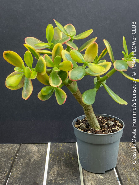 Crassula Ovata Hummel's Sunset, organically grown succulent plants for sale at TOMs FLOWer CLUB.