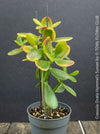 Crassula Ovata Hummel's Sunset, organically grown succulent plants for sale at TOMs FLOWer CLUB.