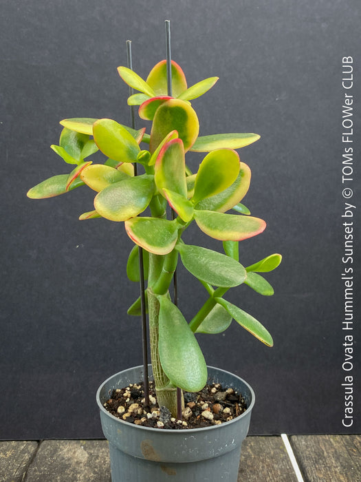 Crassula Ovata Hummel's Sunset, organically grown succulent plants for sale at TOMs FLOWer CLUB.