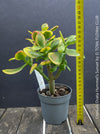 Crassula Ovata Hummel's Sunset, organically grown succulent plants for sale at TOMs FLOWer CLUB.