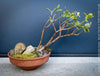 Crassula Ovata ‘Hummel’s Sunset’, bonsai tree, organically grown succulent plants for sale at TOMs FLOWer CLUB.