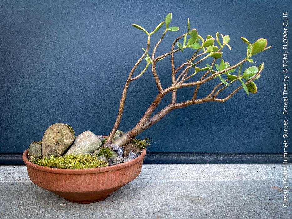 Crassula Ovata ‘Hummel’s Sunset’, bonsai tree, organically grown succulent plants for sale at TOMs FLOWer CLUB.
