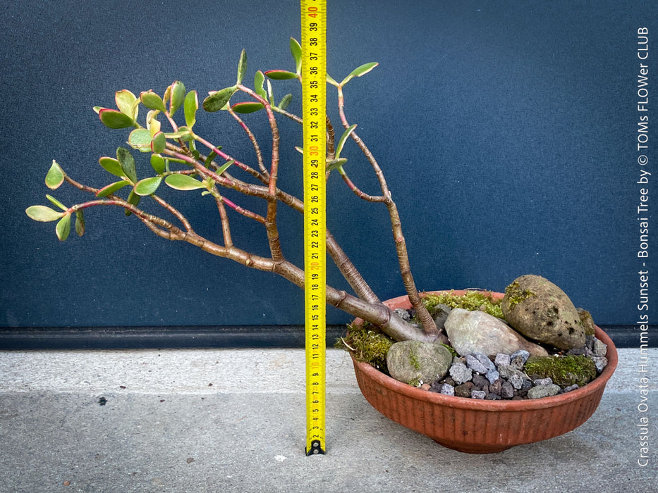 Crassula Ovata ‘Hummel’s Sunset’, bonsai tree, organically grown succulent plants for sale at TOMs FLOWer CLUB.