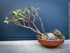 Crassula Ovata ‘Hummel’s Sunset’, bonsai tree, organically grown succulent plants for sale at TOMs FLOWer CLUB.