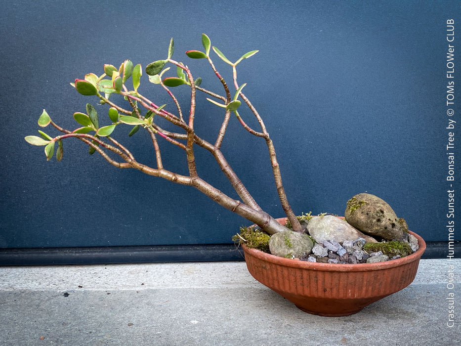 Crassula Ovata ‘Hummel’s Sunset’, bonsai tree, organically grown succulent plants for sale at TOMs FLOWer CLUB.