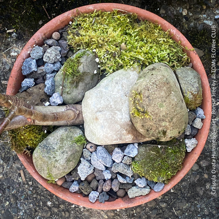 Crassula Ovata ‘Hummel’s Sunset’, bonsai tree, organically grown succulent plants for sale at TOMs FLOWer CLUB.
