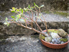 Crassula Ovata ‘Hummel’s Sunset’, bonsai tree, organically grown succulent plants for sale at TOMs FLOWer CLUB.