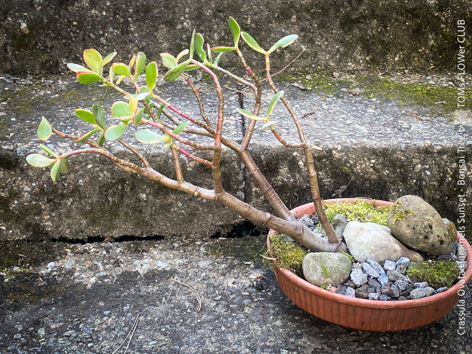Crassula Ovata ‘Hummel’s Sunset’, bonsai tree, organically grown succulent plants for sale at TOMs FLOWer CLUB.