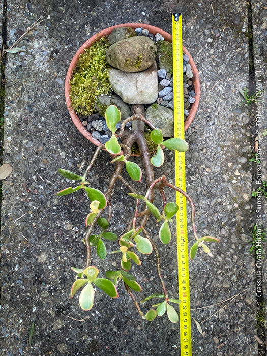 Crassula Ovata ‘Hummel’s Sunset’, bonsai tree, organically grown succulent plants for sale at TOMs FLOWer CLUB.