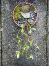 Crassula Ovata ‘Hummel’s Sunset’, bonsai tree, organically grown succulent plants for sale at TOMs FLOWer CLUB.