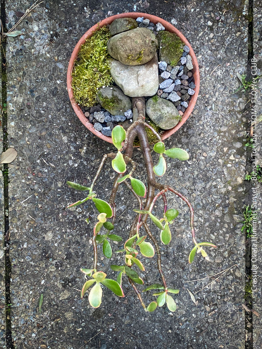 Crassula Ovata ‘Hummel’s Sunset’, bonsai tree, organically grown succulent plants for sale at TOMs FLOWer CLUB.