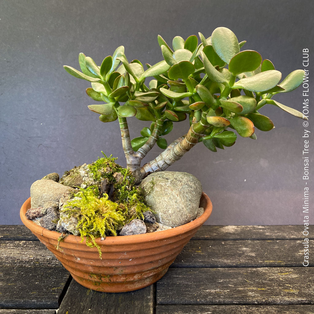 succulent that looks like bonsai tree Crassula Ovata Minima - bonsai tree | organically grown succulent plants