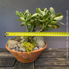 Crassula Ovata Minima in a clay pot, bonsai tree, organically grown succulent plants for sale at TOMs FLOWer CLUB.