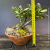 Mature Crassula Ovata Minima, bonsai tree, organically grown succulent plants for sale at TOMs FLOWer CLUB.