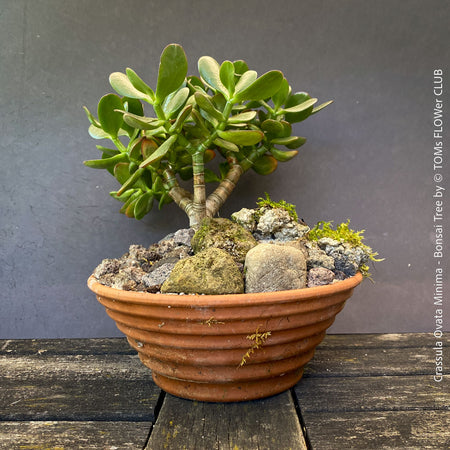 Crassula Ovata Minima, bonsai tree, organically grown succulent plants for sale at TOMs FLOWer CLUB.