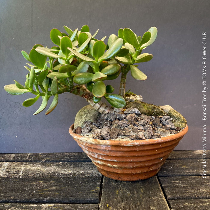 Crassula Ovata Minima, bonsai tree, organically grown succulent plants for sale at TOMs FLOWer CLUB.