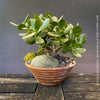 Scuptural Crassula Ovata Minima, bonsai tree, organically grown succulent plants for sale at TOMs FLOWer CLUB.