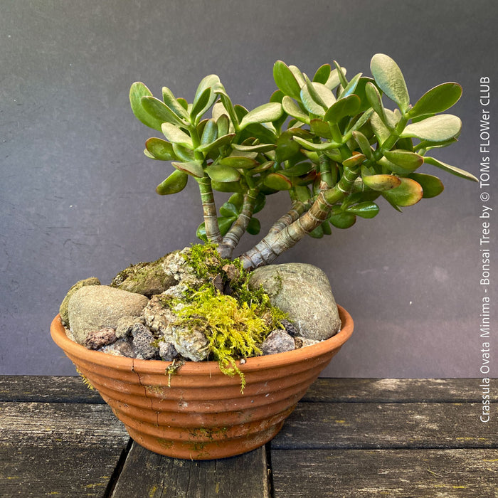 Dwarf Crassula Ovata Minima, bonsai tree, organically grown succulent plants for sale at TOMs FLOWer CLUB.