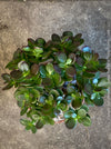 Detail of Crassula Ovata Minima, bonsai tree, organically grown succulent plants for sale at TOMs FLOWer CLUB.