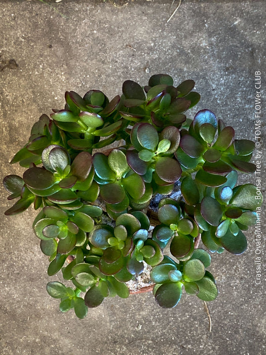 Detail of Crassula Ovata Minima, bonsai tree, organically grown succulent plants for sale at TOMs FLOWer CLUB.
