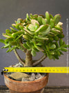 Crassula Ovata Minima, bonsai tree, organically grown succulent plants for sale at TOMs FLOWer CLUB.