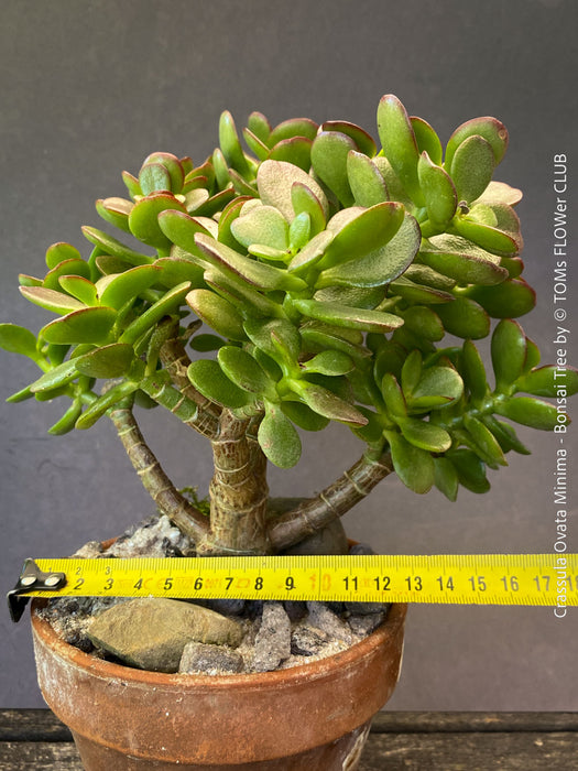 Crassula Ovata Minima, bonsai tree, organically grown succulent plants for sale at TOMs FLOWer CLUB.