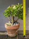 Crassula Ovata Minima, bonsai tree, organically grown succulent plants for sale at TOMs FLOWer CLUB.