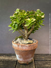 Crassula Ovata Minima, bonsai tree, organically grown succulent plants for sale at TOMs FLOWer CLUB.