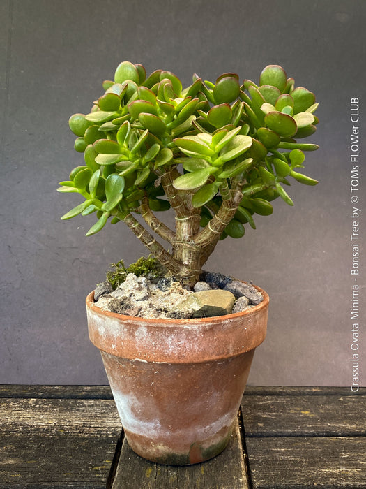 Crassula Ovata Minima, bonsai tree, organically grown succulent plants for sale at TOMs FLOWer CLUB.
