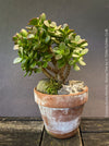 Crassula Ovata Minima, bonsai tree, organically grown succulent plants for sale at TOMs FLOWer CLUB.