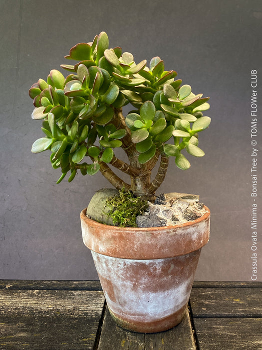 Crassula Ovata Minima, bonsai tree, organically grown succulent plants for sale at TOMs FLOWer CLUB.